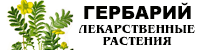 Гербарий Лекарственные растения